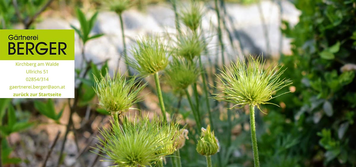 Gaertnerei Berger, Ullrichs, Waldviertel, Kirchberg am Walde, Blumen, Garten, Hortensien, Ihr Spezialist für Pflanzen, Blumen und Floristik, 