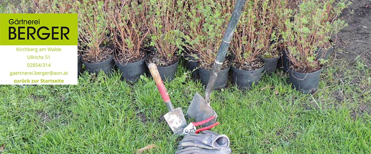 Gaertnerei Berger, Ullrichs, Waldviertel, Kirchberg am Walde, Blumen, Garten, Hortensien, Ihr Spezialist für Pflanzen, Blumen und Floristik, 